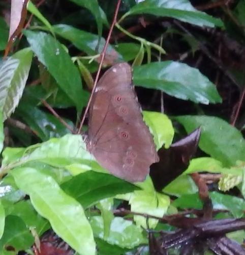 Réf. 277 964 : Morpho sp.